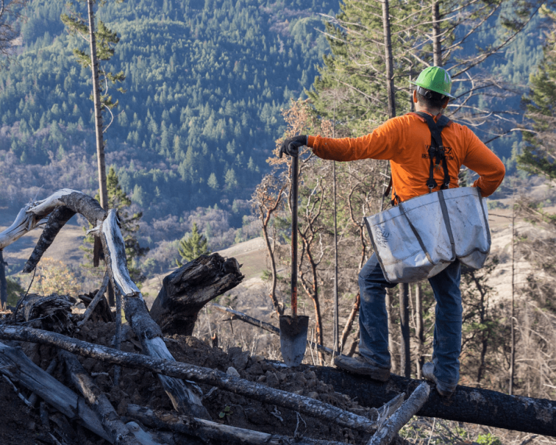 Tree planter admiring view